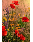 Miel de Fleurs de France - Douceur Florale au Goût Naturel et Exquis