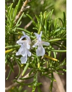 Rosemary Honey from France - Combines Sweetness and Local Character