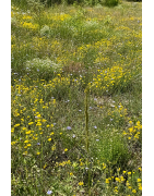 Miel de Garrigues de France - Le Trésor Doré et Parfumé Riche en Arôme