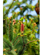 French Fir Honey - Powerful and Woody Treasure of the Forests