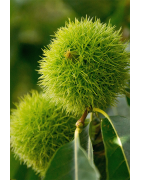 Chestnut Honey from France - An Authentic, Full-Bodied and Woody Taste