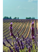Miel de Lavande Crémeux IGP Provence - Saveur Onctueuse et Authentique