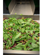 Huile d'Olive Aromatisée au Basilic - Sublimez vos Recettes Estivales