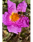 Pollen de France - Trésor de la ruche - Routine Alimentaire - Vitalité