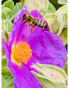 Miel Produit et Récolté avec Soin en France - Le Nectar de Caractère