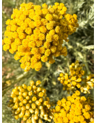 Hélichryse Italienne Bio - Huile Essentielle & Eau Florale