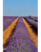 Miel de Lavande IGP Provence - Un Voyage dans les Saveurs Florales