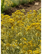 Organic Immortelle Essential Oil – Italian Helichrysum from Provence