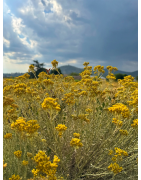 Eau Florale d'Immortelle Bio - Hydrolat d'Hélichryse Italienne