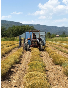 Producer of Helichrysum Essential Oil & Floral Water from Provence