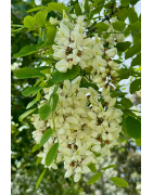 Miel d'Acacia de France - Le Goût Délicat et Floral