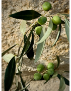 Huile d'Olive AOP de Haute Provence - Qualité et Tradition Artisanale