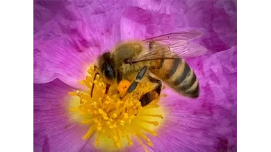 Apis's Journey, Guardian of the Hive