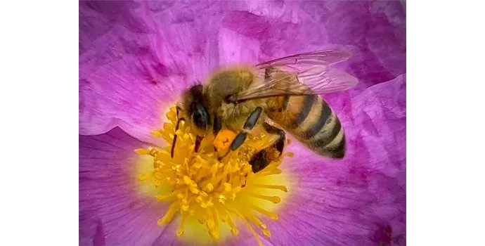 Apis's Journey, Guardian of the Hive