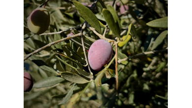 La Vie d'Aglaé, la Petite Olive au Soleil