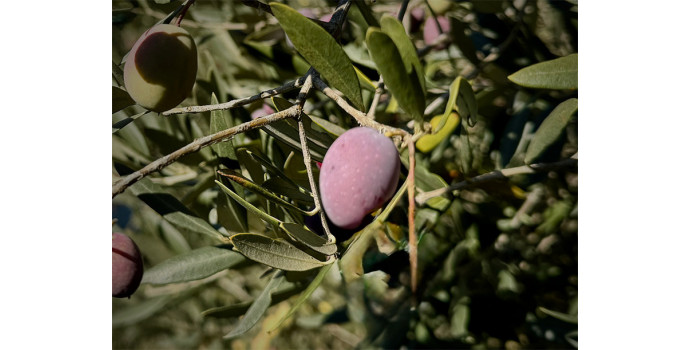 The Journey of Aglaé, the Olive