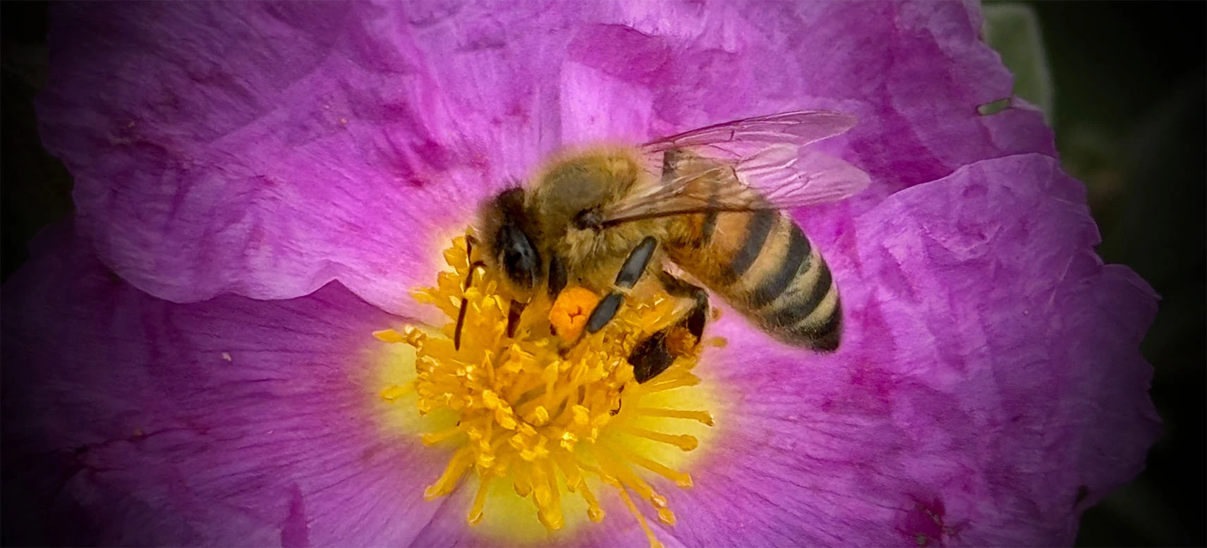 Le Voyage d'Apis au Coeur des Fleurs