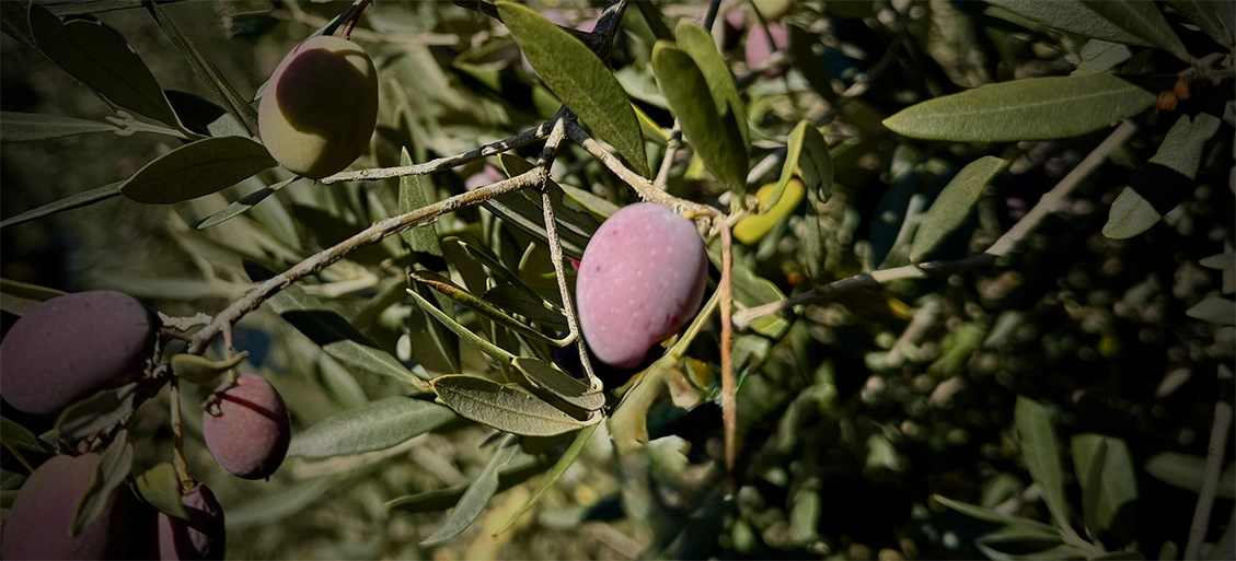 The Journey of Aglaé the Olive