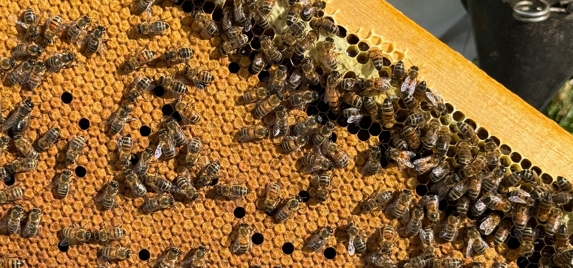 Les abeilles