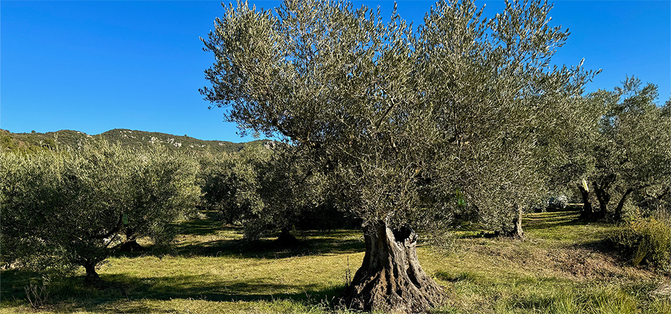 The hill and its olive trees