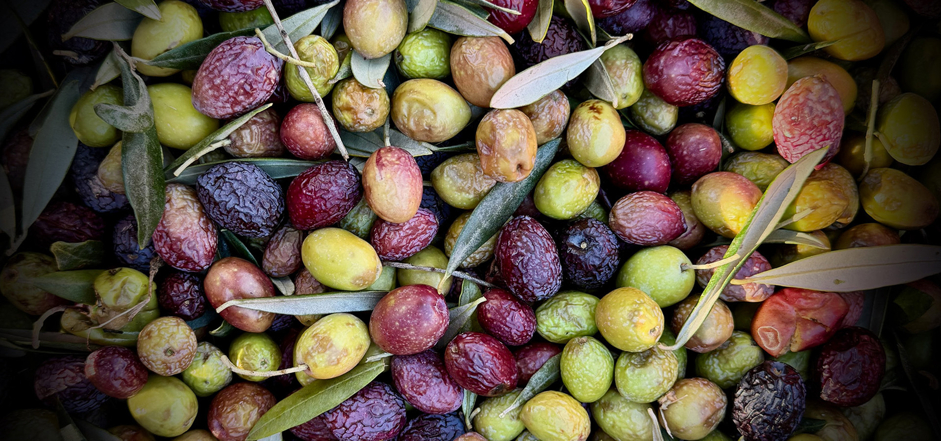 Our olives