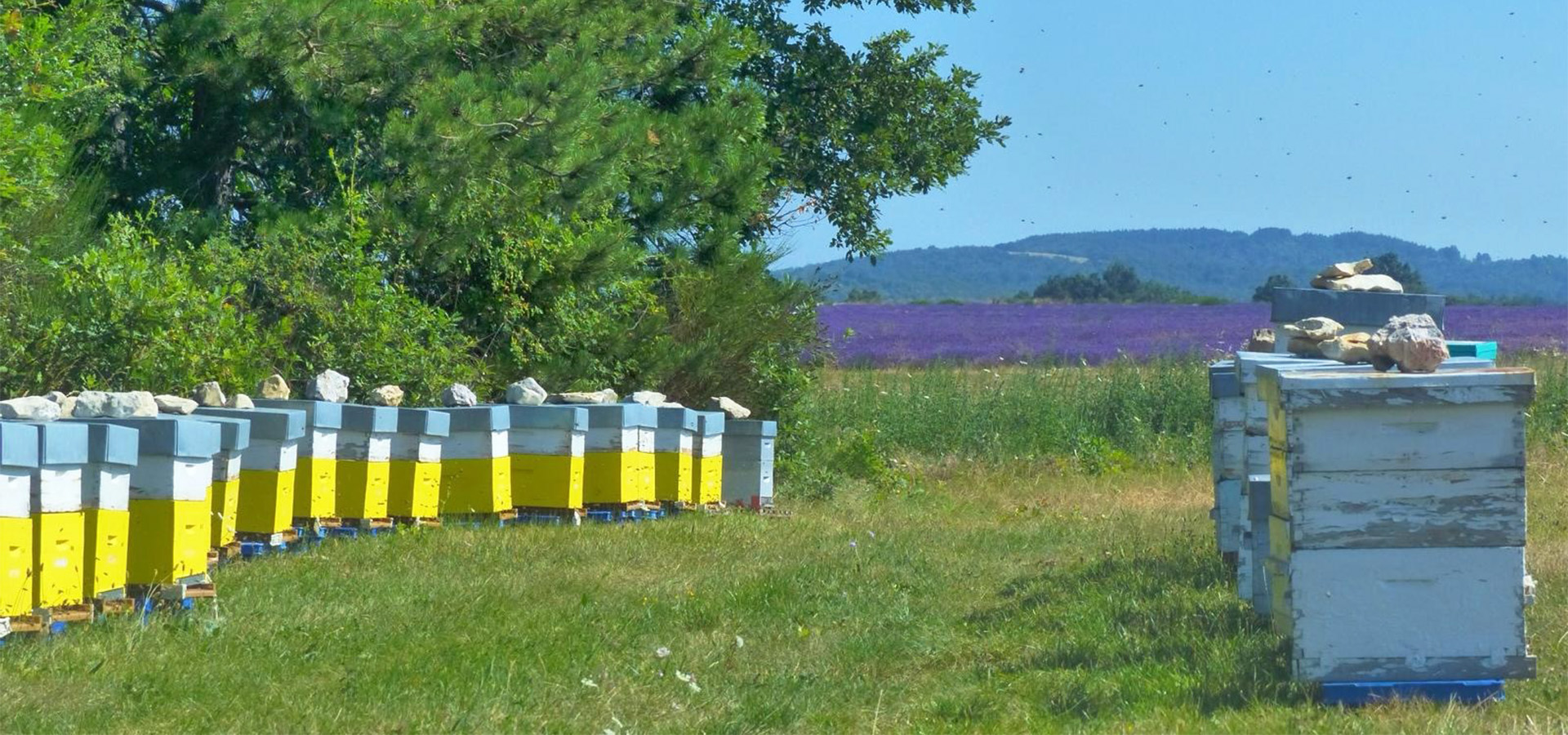 Our hives