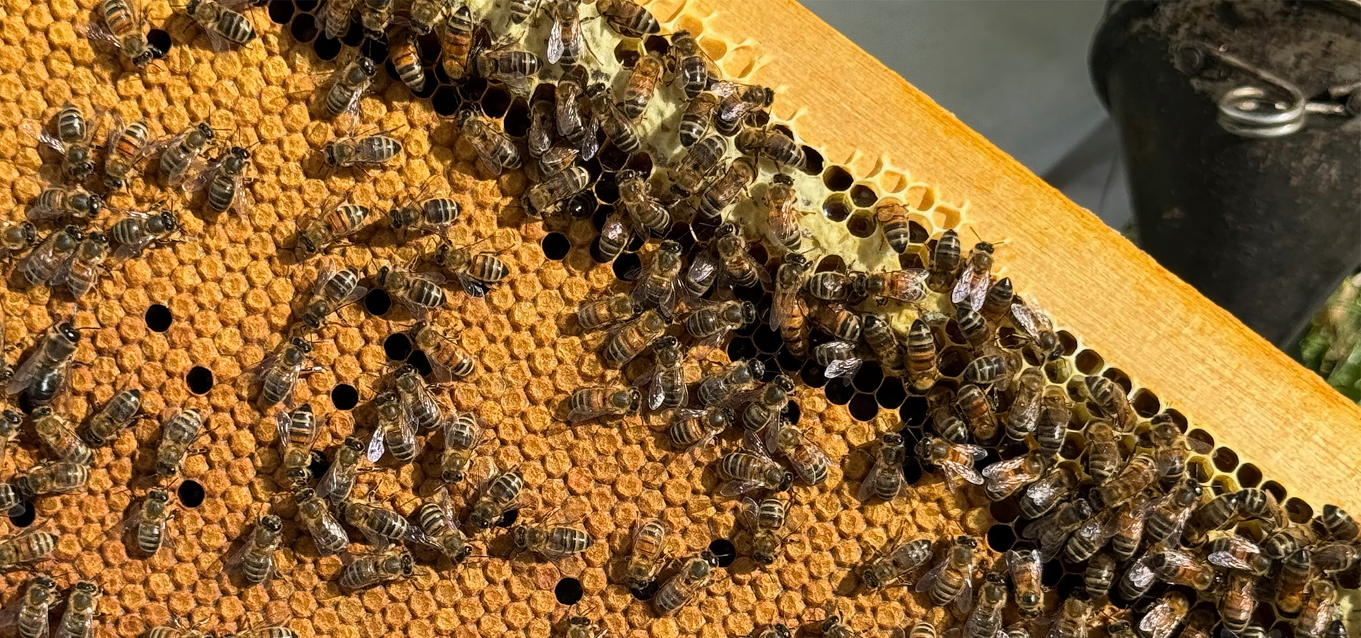 Our Bees