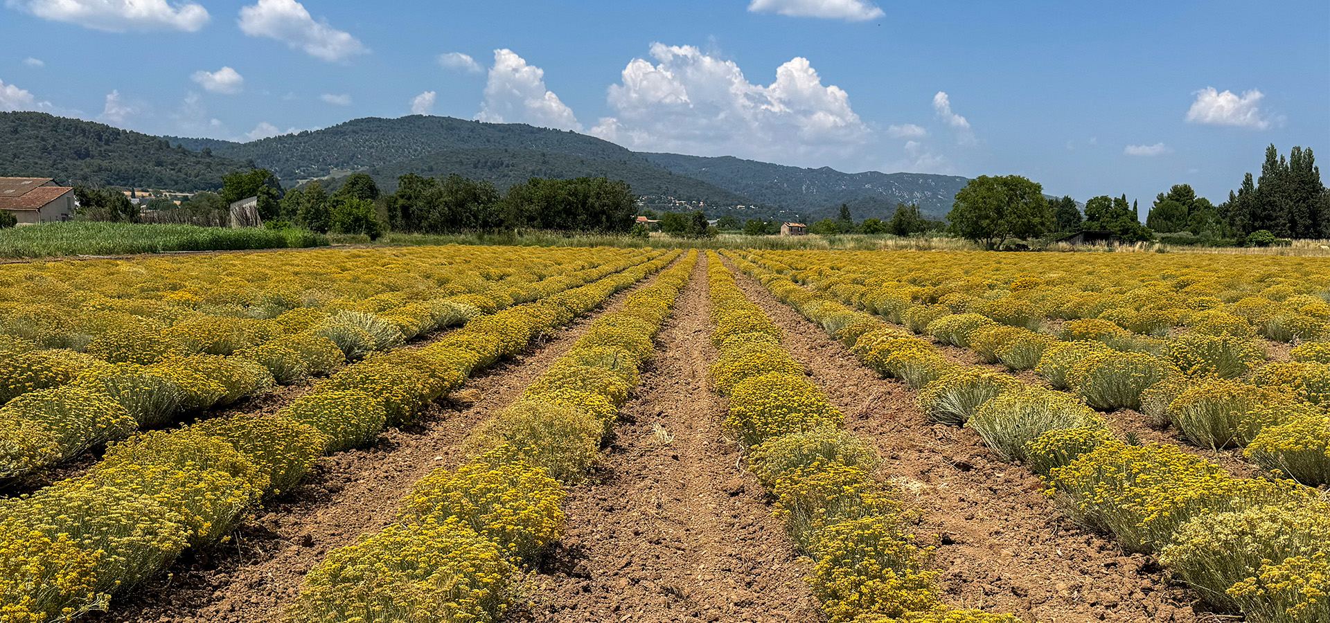 Helichrysum fields